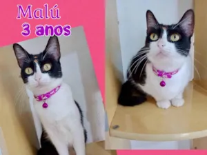 Gato raça SRD-ViraLata idade 3 anos nome Malu