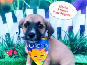 Cachorro raça SRD-ViraLata idade 2 a 6 meses nome Principe Fera