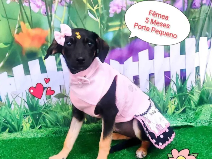 Cachorro ra a SRD-ViraLata idade 2 a 6 meses nome rapunzel