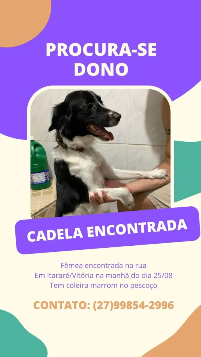 Cachorro ra a SRD-ViraLata idade 2 a 6 meses nome Sem nome