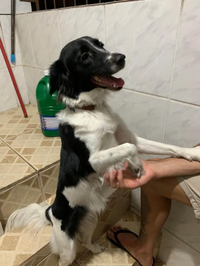 Cachorro ra a SRD-ViraLata idade 2 a 6 meses nome Sem nome