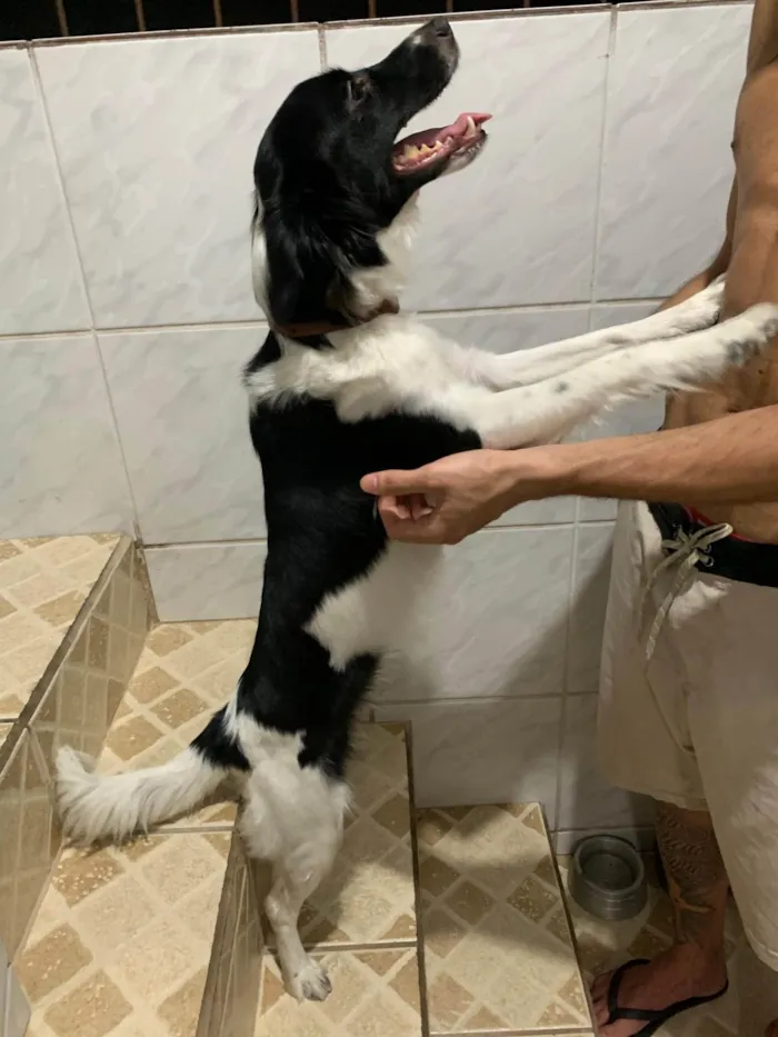 Cachorro ra a SRD-ViraLata idade 2 a 6 meses nome Sem nome