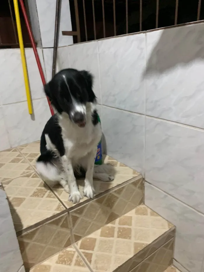 Cachorro ra a SRD-ViraLata idade 2 a 6 meses nome Sem nome