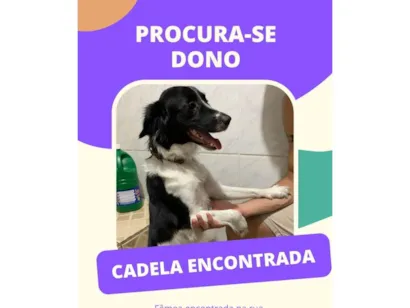 Cachorro raça SRD-ViraLata idade 2 a 6 meses nome Sem nome