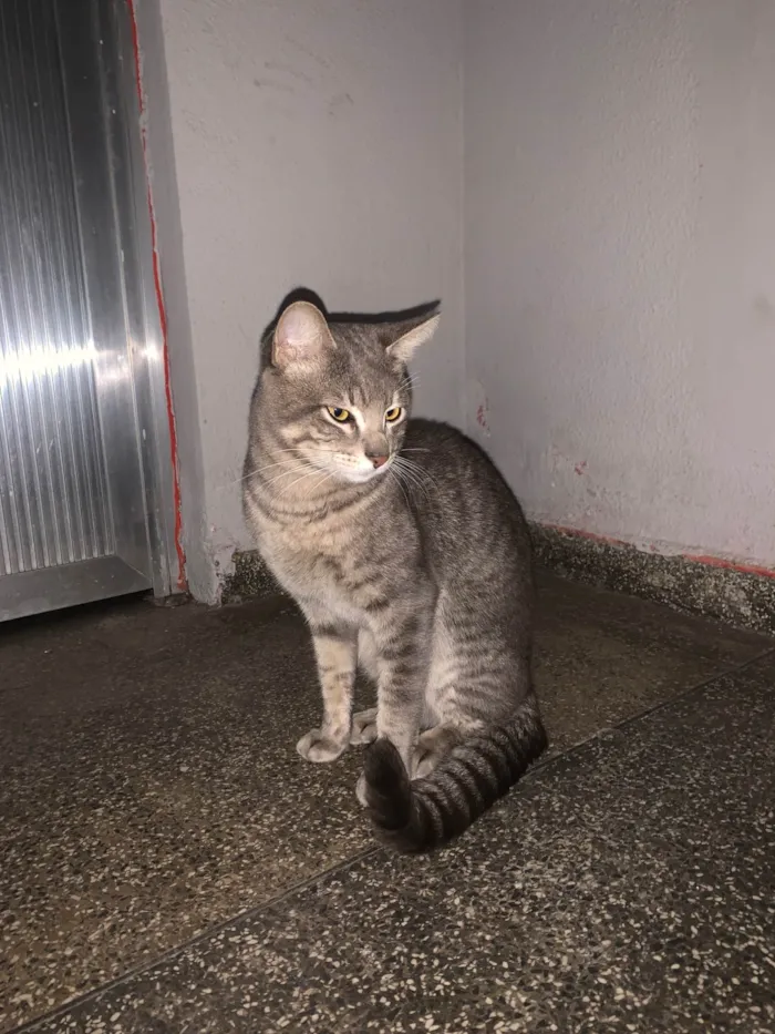 Gato ra a SRD-ViraLata idade 2 anos nome chorão 