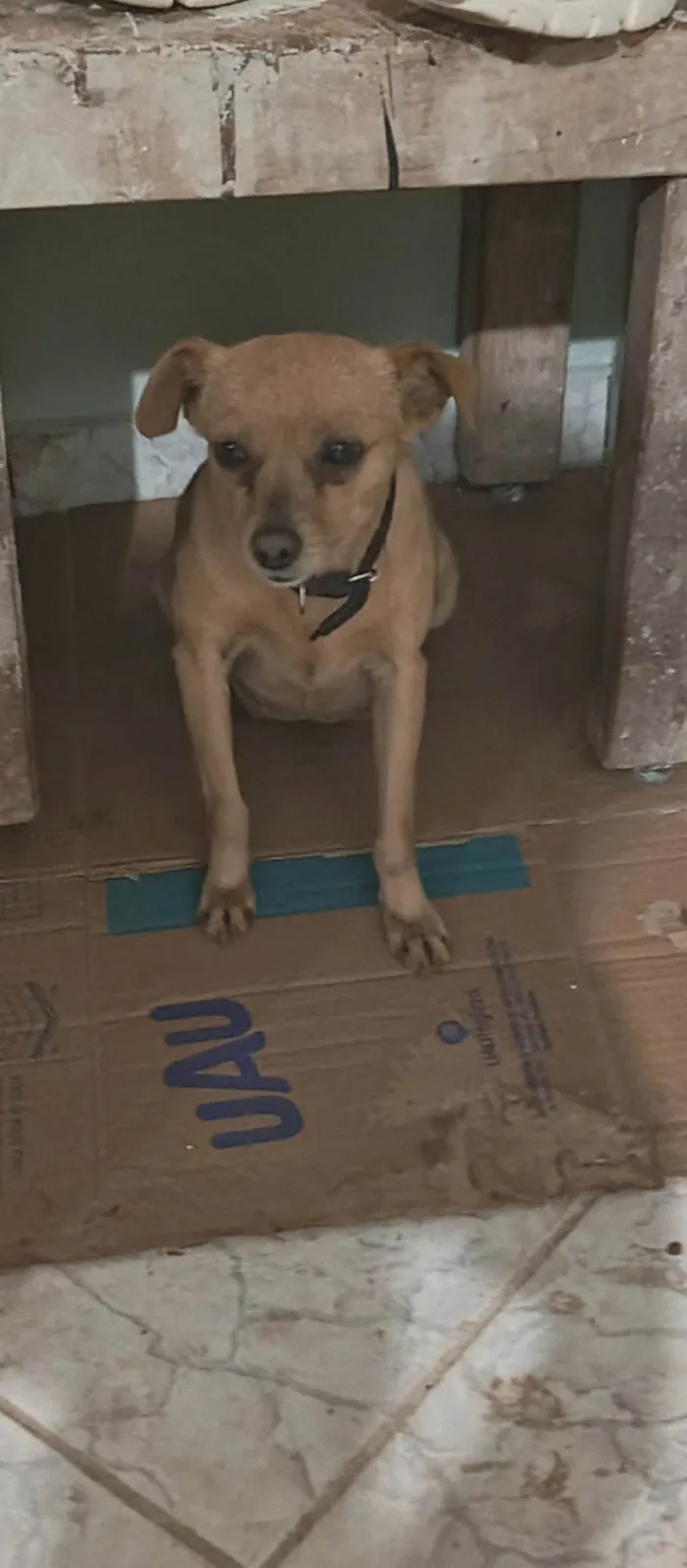 Cachorro ra a SRD-ViraLata idade 1 ano nome Canjica