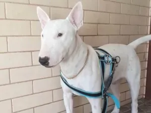 Cachorro raça Fox Terrier idade 7 a 11 meses nome Laison