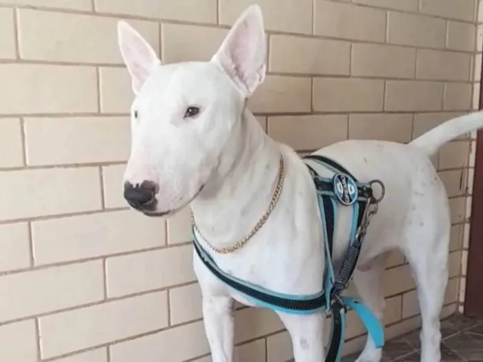 Cachorro ra a Fox Terrier idade 7 a 11 meses nome Laison