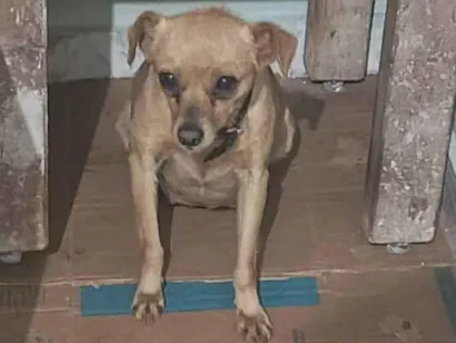 Cachorro raça SRD-ViraLata idade 1 ano nome Canjica