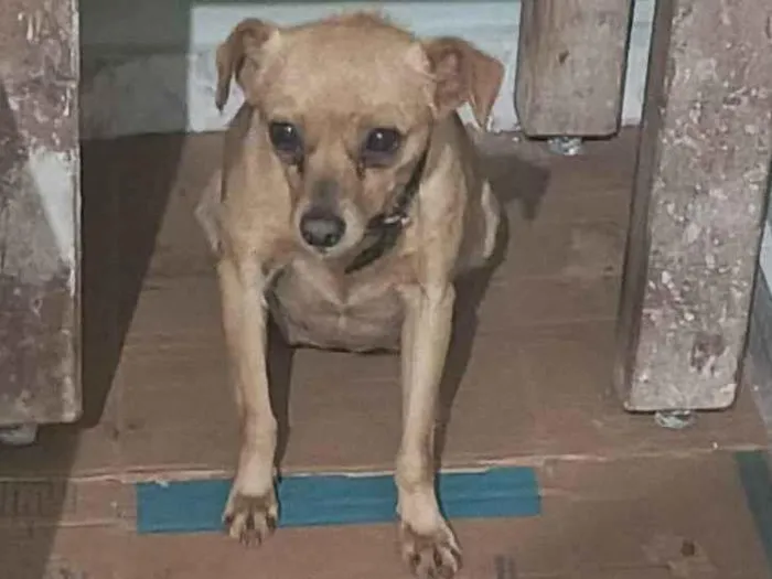 Cachorro ra a SRD-ViraLata idade 1 ano nome Canjica