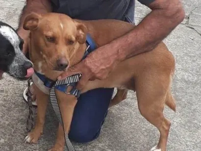 Cachorro raça SRD-ViraLata idade 3 anos nome Catinga 