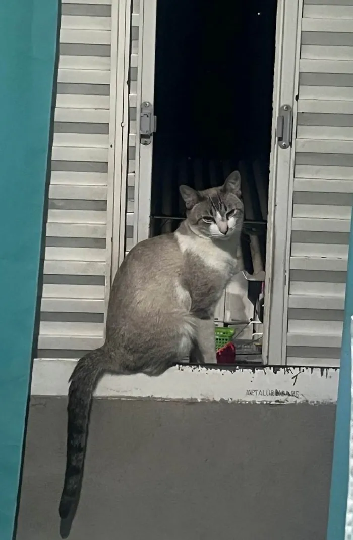 Gato ra a SRD-ViraLata idade 2 anos nome Algodão 