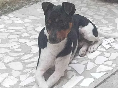 Cachorro raça SRD-ViraLata idade 3 anos nome Toddy 