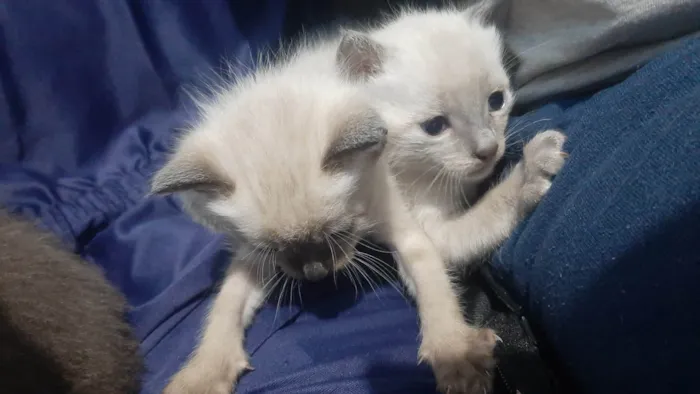 Gato ra a SRD-ViraLata idade Abaixo de 2 meses nome Dentinho e cárie (nome temporário)