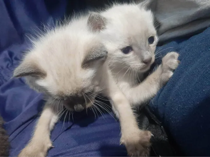 Gato ra a SRD-ViraLata idade Abaixo de 2 meses nome Dentinho e cárie (nome temporário)