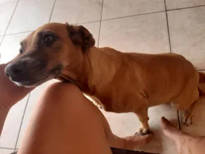 Cachorro raça SRD-ViraLata idade 5 anos nome Safira