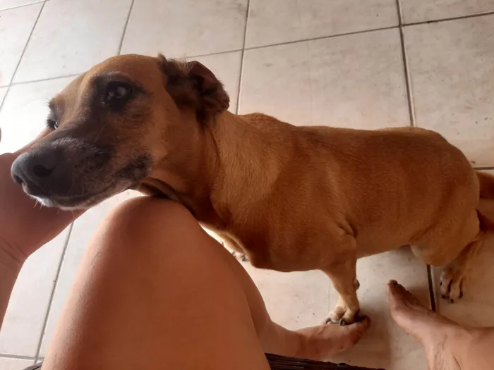 Cachorro ra a SRD-ViraLata idade 5 anos nome Safira