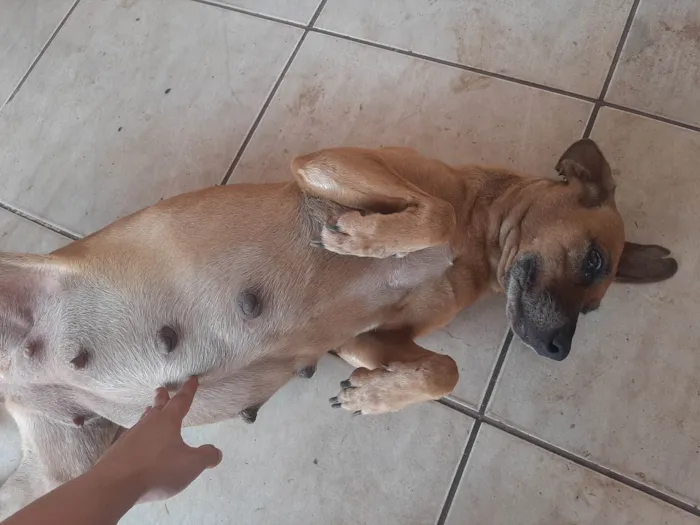 Cachorro ra a SRD-ViraLata idade 5 anos nome Safira