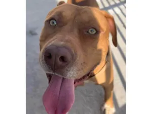 Cachorro raça Pit-Bull idade 2 anos nome Flash 