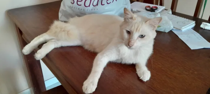 Gato ra a SRD-ViraLata idade 2 anos nome Não sei