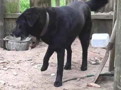 Cachorro raça Labrador idade 4 anos nome Max