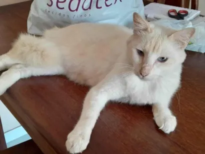 Gato raça SRD-ViraLata idade 2 anos nome Não sei