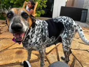 Cachorro raça SRD-ViraLata idade 3 anos nome Lady