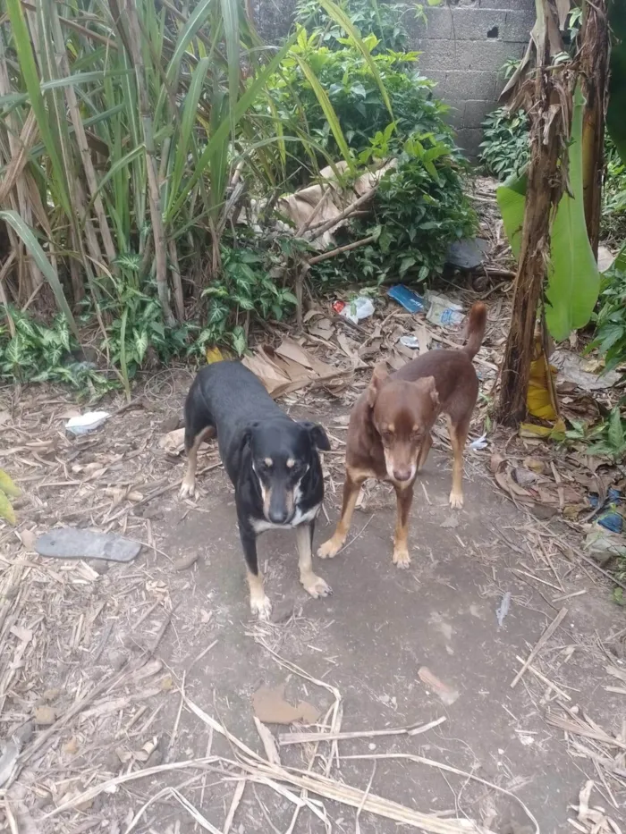 Cachorro ra a SRD-ViraLata idade 2 anos nome Juju/Bily