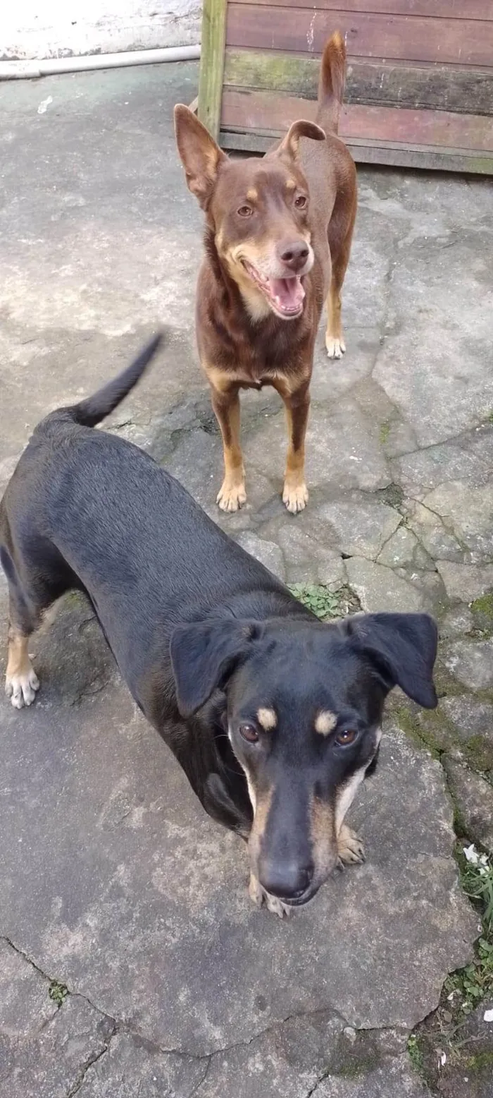 Cachorro ra a SRD-ViraLata idade 2 anos nome Juju/Bily