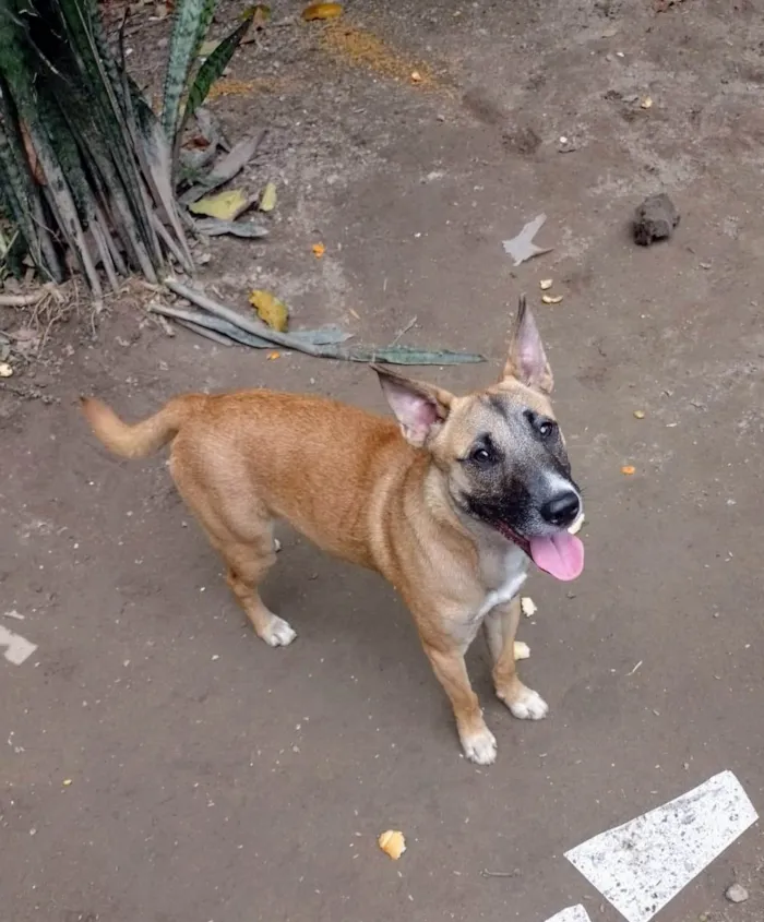 Cachorro ra a SRD-ViraLata idade 1 ano nome Rocco 