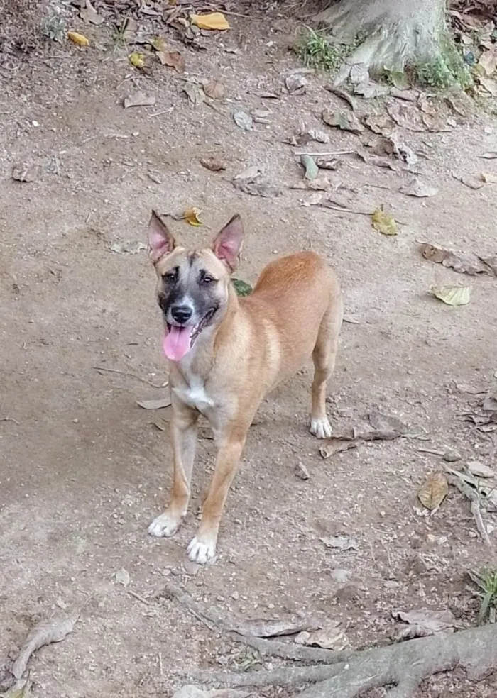 Cachorro ra a SRD-ViraLata idade 1 ano nome Rocco 