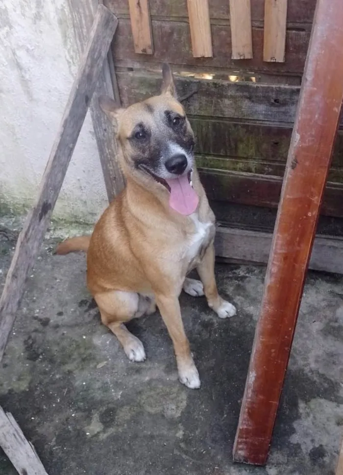 Cachorro ra a SRD-ViraLata idade 1 ano nome Rocco 