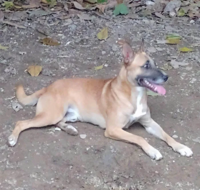 Cachorro ra a SRD-ViraLata idade 1 ano nome Rocco 