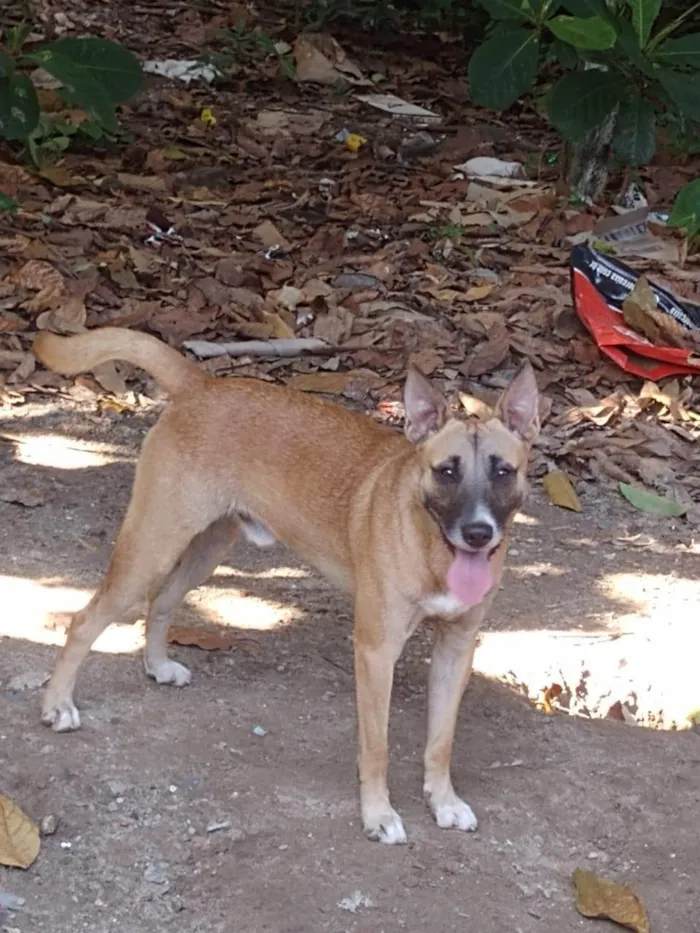 Cachorro ra a SRD-ViraLata idade 1 ano nome Rocco 