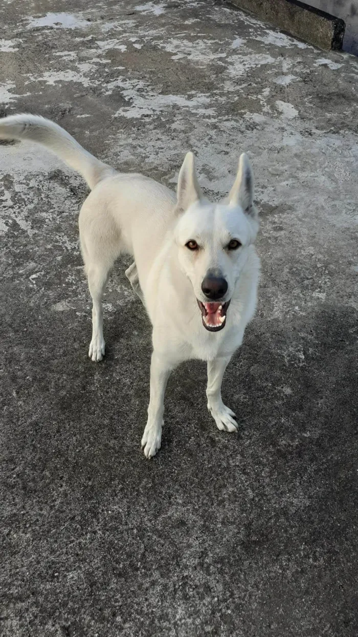 Cachorro ra a Pastor Alemão idade 5 anos nome Nina