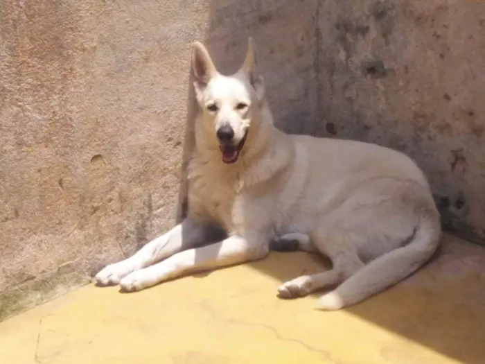 Cachorro ra a Pastor Alemão idade 5 anos nome Nina