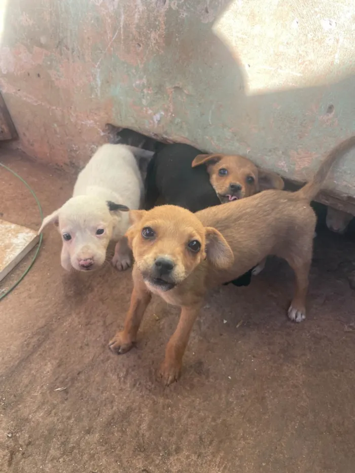 Cachorro ra a SRD-ViraLata idade 2 a 6 meses nome Gean Fernandes