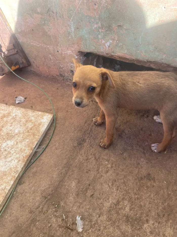 Cachorro ra a SRD-ViraLata idade 2 a 6 meses nome Gean Fernandes