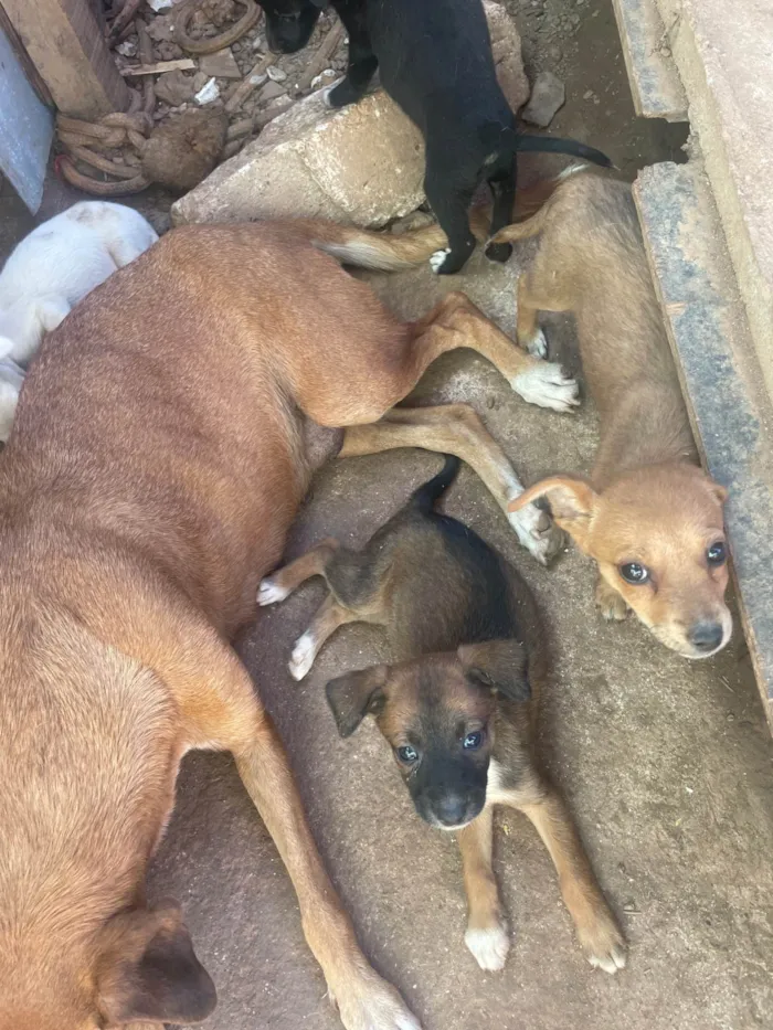 Cachorro ra a SRD-ViraLata idade 2 a 6 meses nome Gean Fernandes