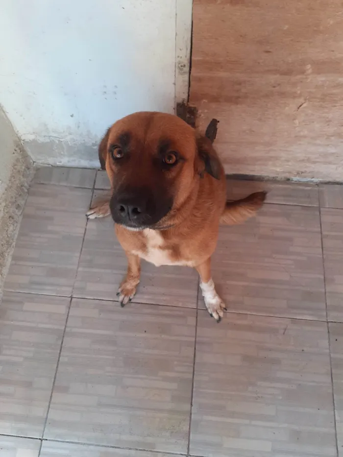 Cachorro ra a SRD-ViraLata idade 1 ano nome Mila