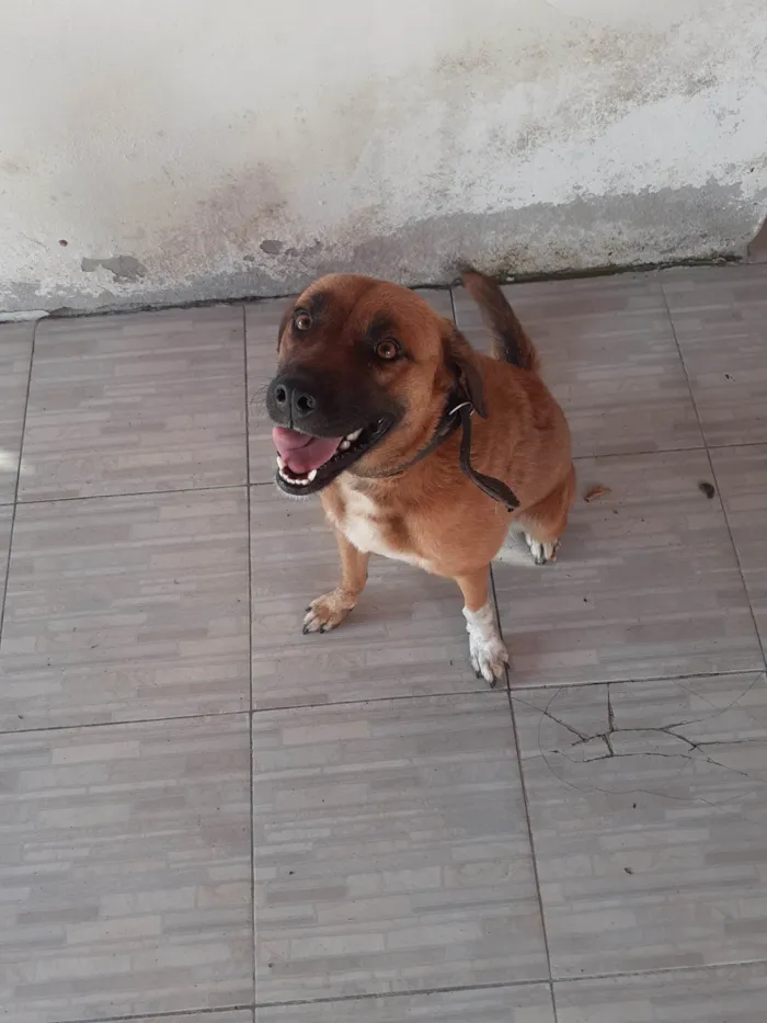 Cachorro ra a SRD-ViraLata idade 1 ano nome Mila