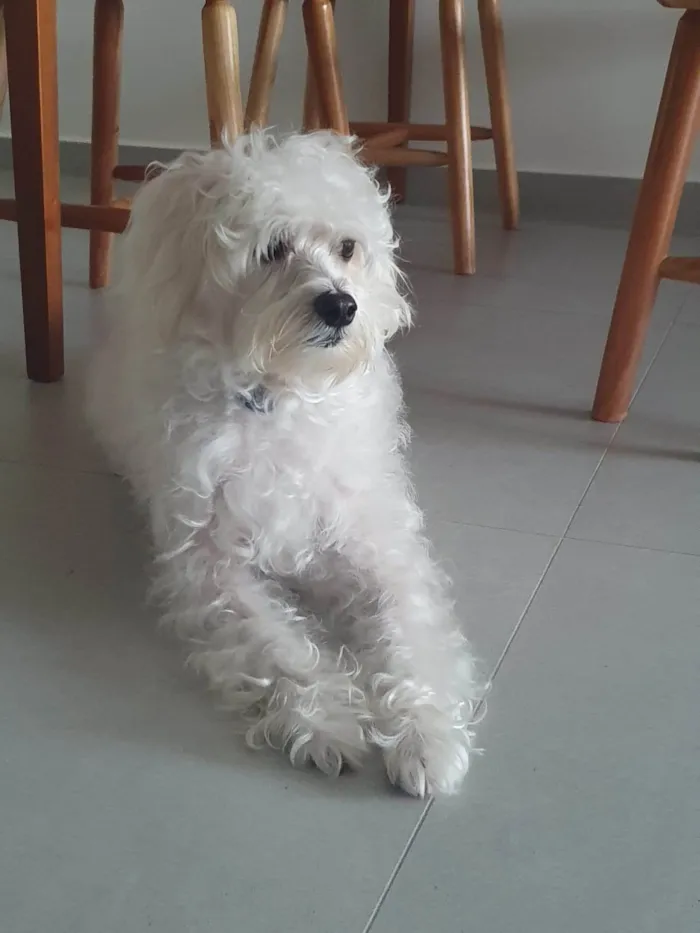 Cachorro ra a Poodle idade 4 anos nome Pipoca