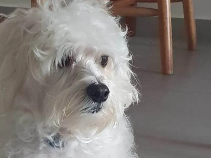 Cachorro ra a Poodle idade 4 anos nome Pipoca