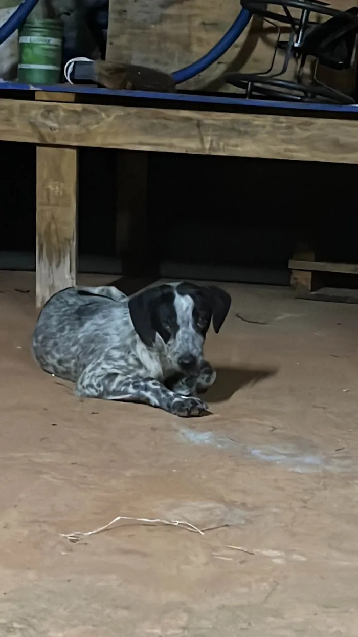 Cachorro ra a SRD-ViraLata idade 7 a 11 meses nome Bruce