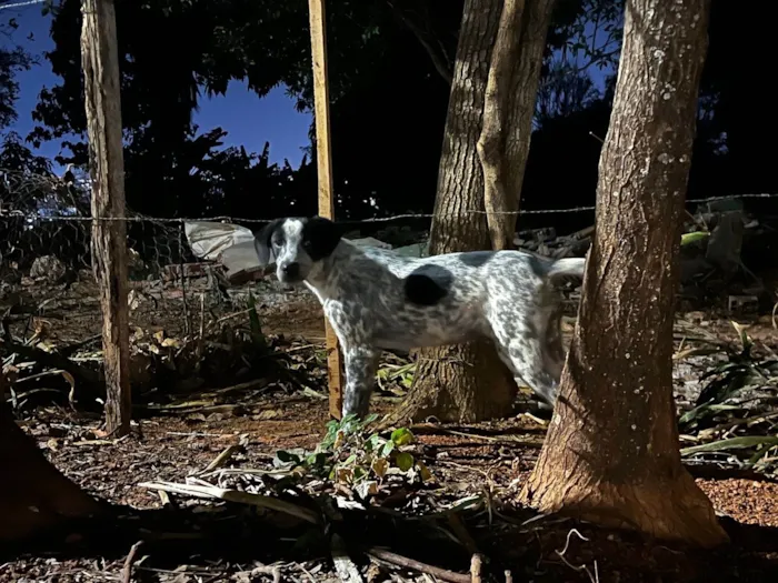 Cachorro ra a SRD-ViraLata idade 7 a 11 meses nome Bruce