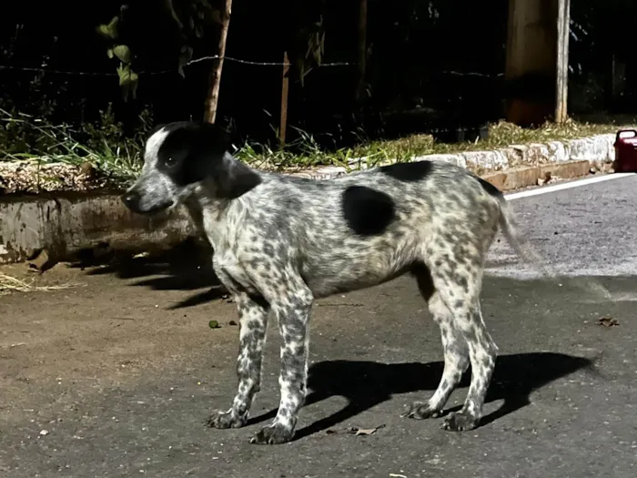 Cachorro ra a SRD-ViraLata idade 7 a 11 meses nome Bruce