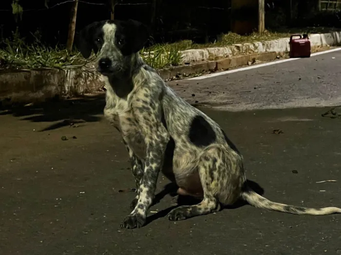 Cachorro ra a SRD-ViraLata idade 7 a 11 meses nome Bruce