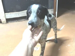 Cachorro raça SRD-ViraLata idade 7 a 11 meses nome Bruce