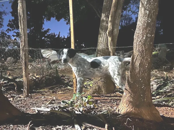 Cachorro ra a SRD-ViraLata idade 7 a 11 meses nome Bruce