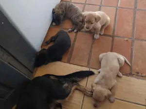 Cachorro raça SRD-ViraLata idade Abaixo de 2 meses nome Caramelo riscado nega